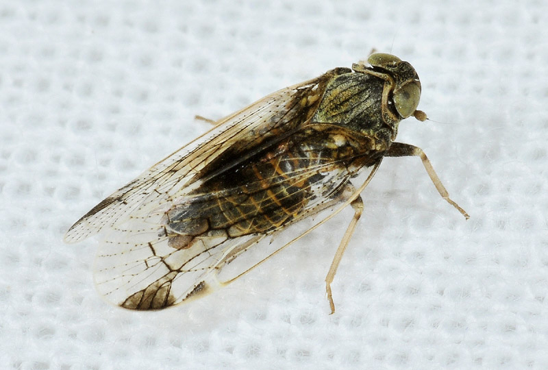 Cixiidae: Reptalus sp.